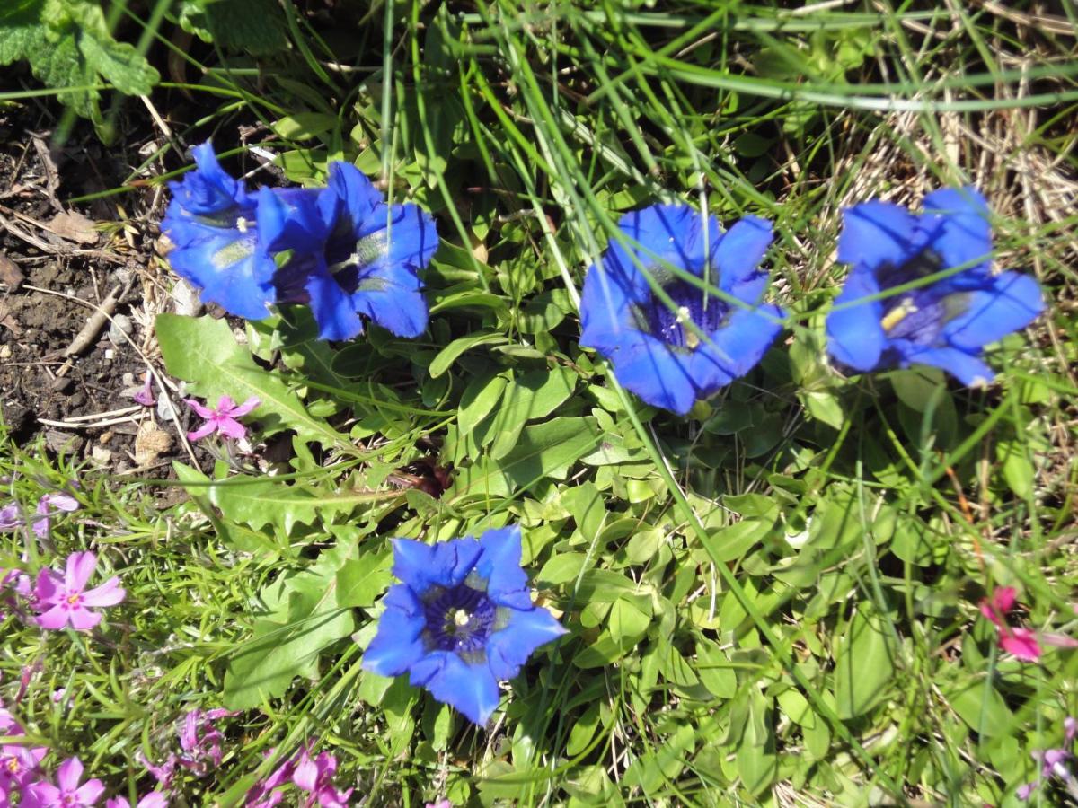 Schönau am Königssee Ferienwohnung Springl מראה חיצוני תמונה